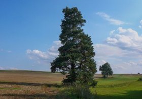 Borovice v Nížkově